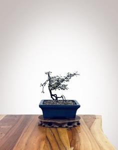 Corokia - NZ Native (2510004)