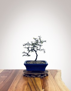 Corokia - NZ Native (2510003)