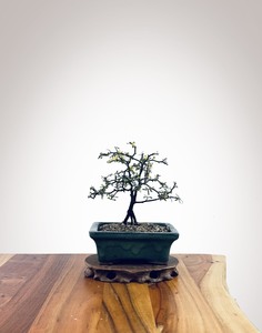 Corokia - NZ Native (2510002)