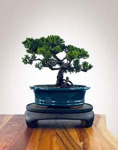 Japanese Juniper (JJ2510038)