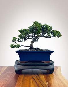 Japanese Juniper (JJ2510037)