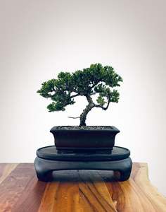 Japanese Juniper (JJ2510030)