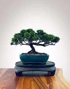 Japanese Juniper (JJ2510027)