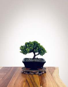 Japanese Juniper (JJ2510022)