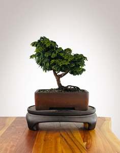 Japanese Cypress (HC2511004)
