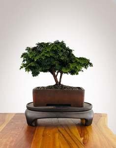 Japanese Cypress (HC2511002)
