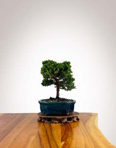 Japanese Juniper 1: Japanese Juniper 2025X043