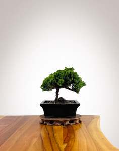 Japanese Juniper 1: Japanese Juniper 2025X037