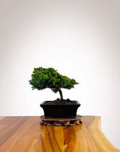 Japanese Juniper 1: Japanese Juniper 2025X034