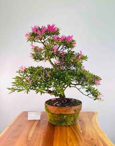 Premium Bonsai: Azalea