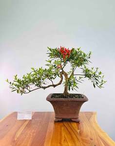Azalea