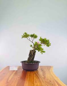 Exposed Roots Azalea