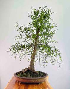 Selling On Behalf: Swamp Cypress