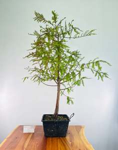Swamp Cypress