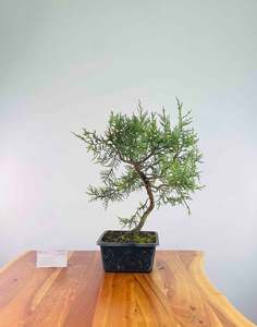 Himalayan Cypress