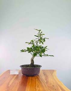 Algerian Oak
