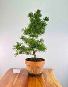 Selling On Behalf: Japanese White Pine (Pre-Developed)