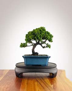 Japanese Juniper (JJ2602016)