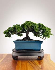 Japanese Juniper (JJ2602010)