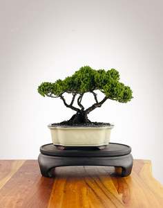 Japanese Juniper (JJ2602003)