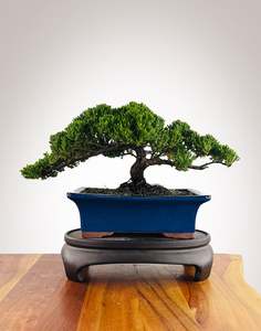 Japanese Juniper (JJ2602001)