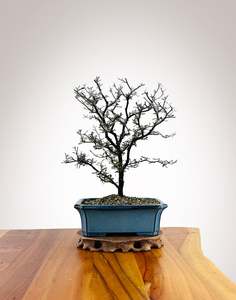 Corokia Nz Native: Corokia (CK2604012)