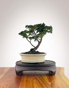 Japanese Cypress (HC2606002)