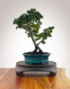 Japanese Cypress (HC2606003)