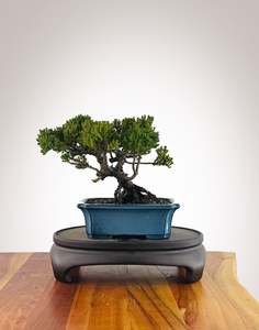 Japanese Juniper (JJ2606019)
