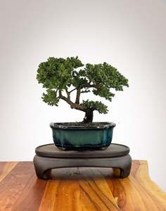 Japanese Juniper (JJ2609024)