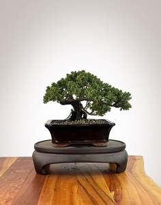 Japanese Juniper (JJ2609023)