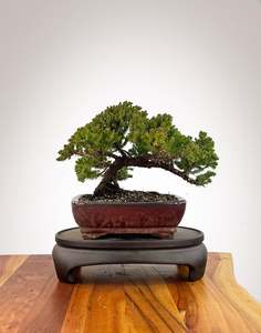 Japanese Juniper (JJ2609022)