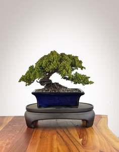 Japanese Juniper (JJ2609020)
