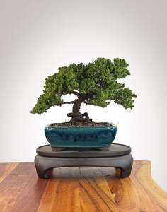 Japanese Juniper (JJ2609017)