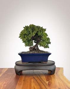 Japanese Juniper (JJ2609016)