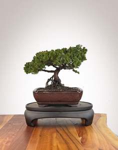 Japanese Juniper (JJ2609015)