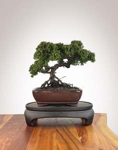 Japanese Juniper (JJ2609012)