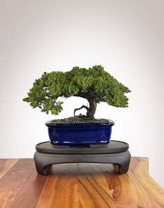 Japanese Juniper (JJ2609010)