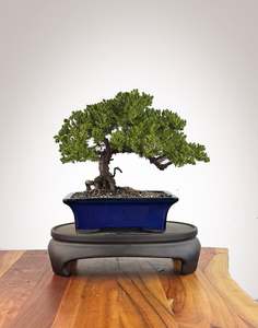 Japanese Juniper (JJ2609009)