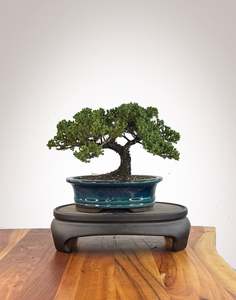 Japanese Juniper (JJ2609008)