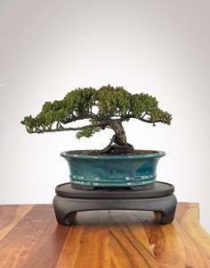 Japanese Juniper (JJ2609007)