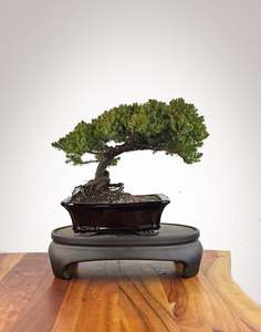 Japanese Juniper (JJ2609006)