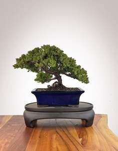 Japanese Juniper (JJ2609003)