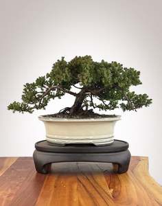 Japanese Juniper (JJ2609001)