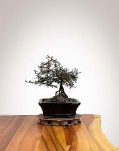 Corokia (CK2609012)