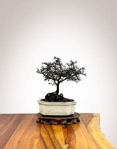 Corokia (CK2609007)