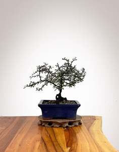 Corokia (CK2609004)