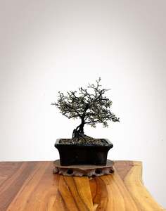 Corokia (CK2609001)