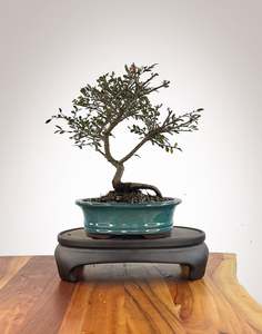 Cotoneaster: Chinese Elm (CE2609012)