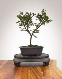 Chinese Elm (CE2609011)